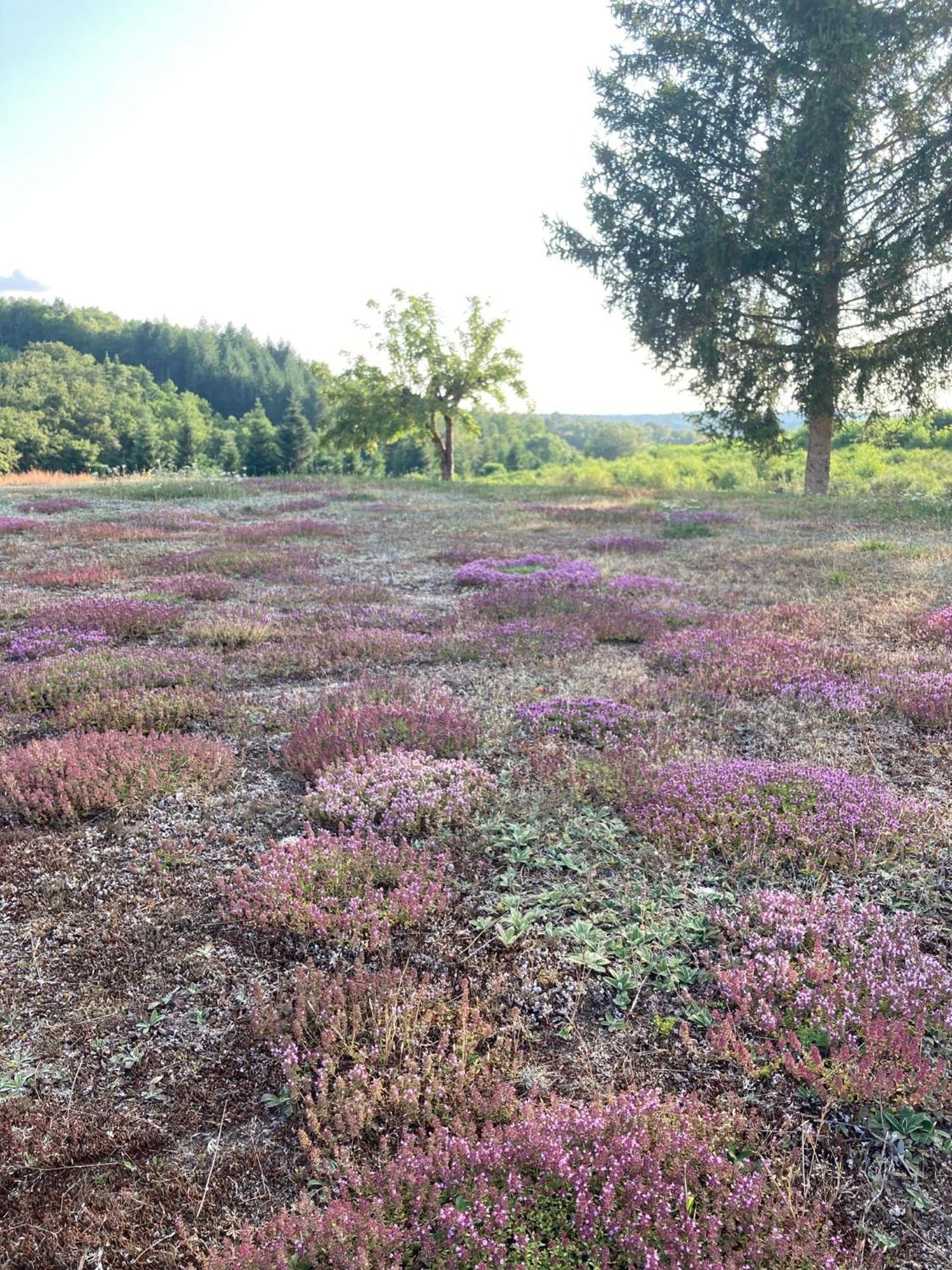 Domaine De Feix Βίλα Combressol Εξωτερικό φωτογραφία